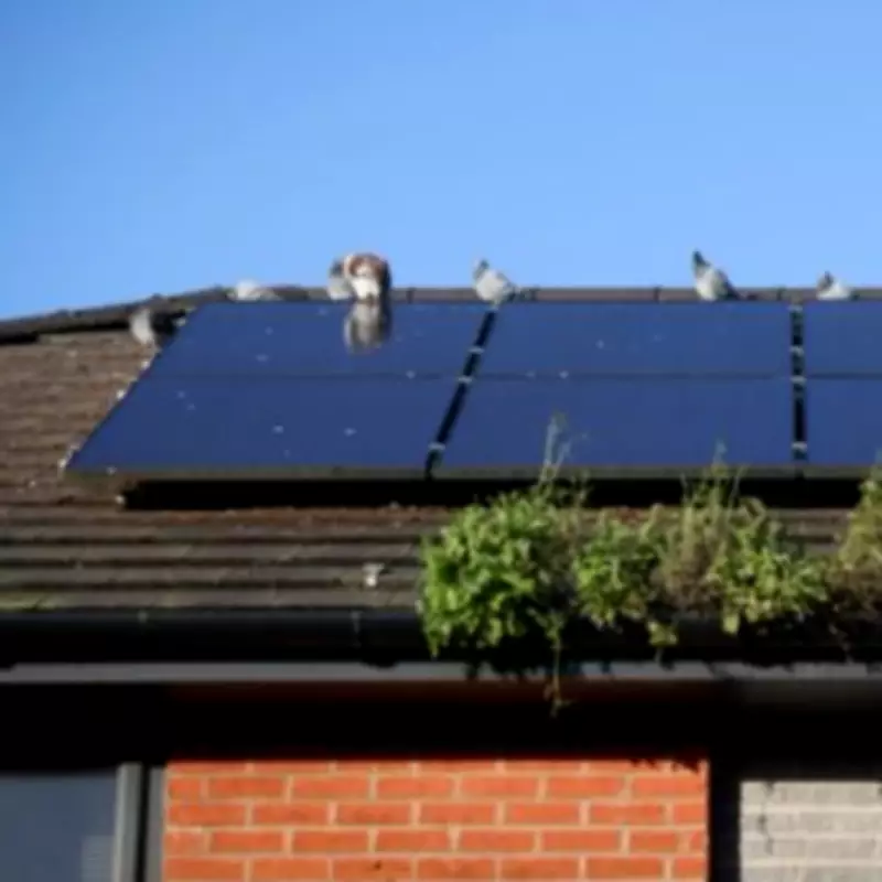 Octopus Energy Reports Surge in Green Tech Adoption Amid Energy Crisis