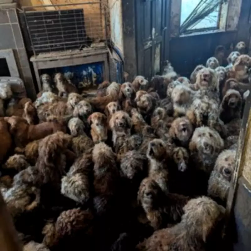 Over 250 Poodles Rescued from Nottingham House of Horrors