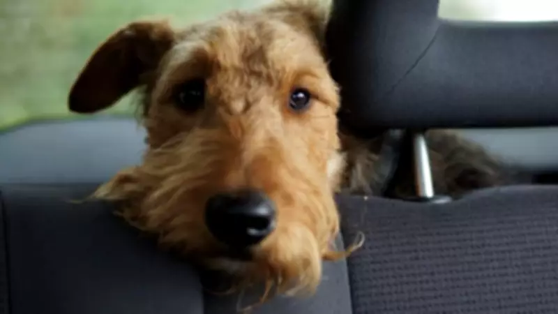 Pet Travel Surge: Owners Risk £5,000 Fines Over Common Mistakes