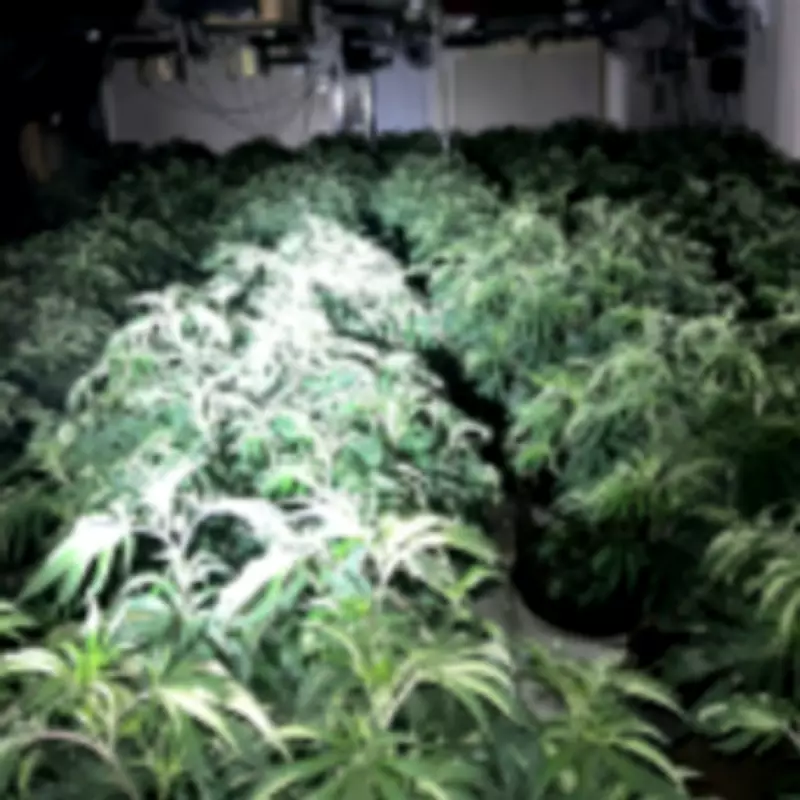 Police Uncover £200k Cannabis Farm in Droitwich Raid, Arrest Man