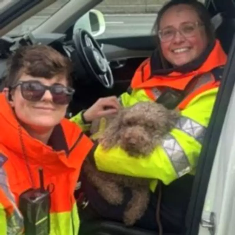 Police Urge Drivers Not to Stop on M6 After Lost Dog Rescue