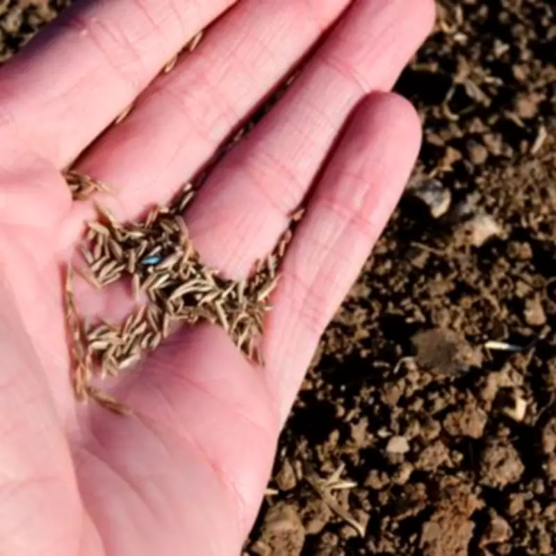 Pronto Grass Seed Transforms Lawns in Weeks, Praised as 'Great Value'