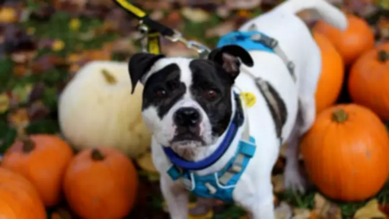 Rescue Dog Rocky Finds Forever Home After 1,400 Days in Care