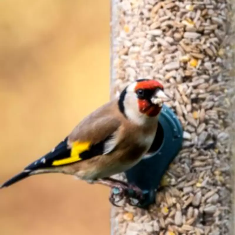 RSPB Urges UK Households to Remove Bird Feeders This Summer to Combat Disease