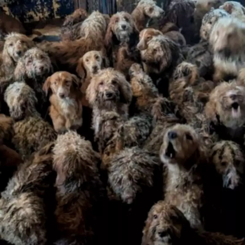 RSPCA Launches Major Appeal After Rescuing 250 Poodles from Overwhelmed Breeder