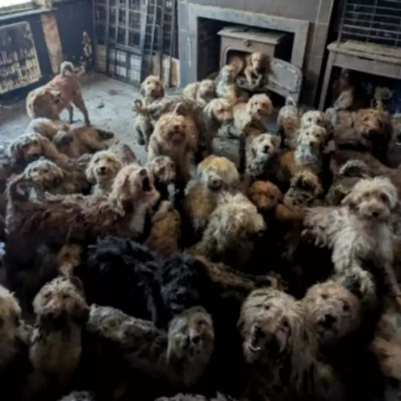 RSPCA Overwhelmed by Mass Pet Abandonment Crisis in Midlands