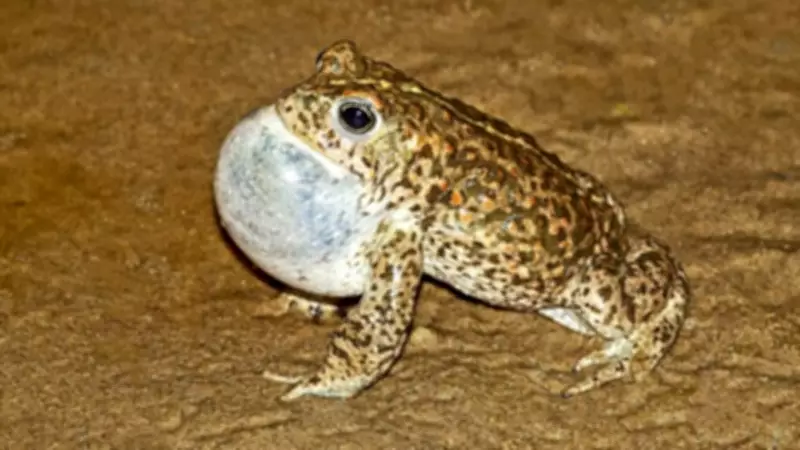 Sefton Council Urges Dog Owners to Protect Rare Natterjack Toads and Coastal Wildlife