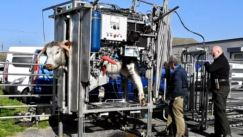 Spring Blooms and Cattle Hooves: Sefton Coast's Seasonal Transformation
