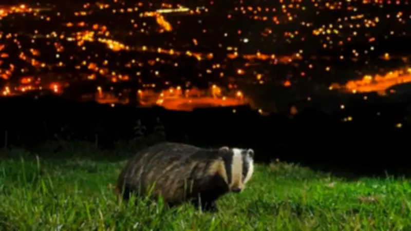 Spring Clock Change Disrupts Sleep and Increases Wildlife Road Risks