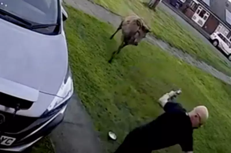 Staffordshire Dad's Hilarious Tumble After Deer 'Big Trev' Charges at Him
