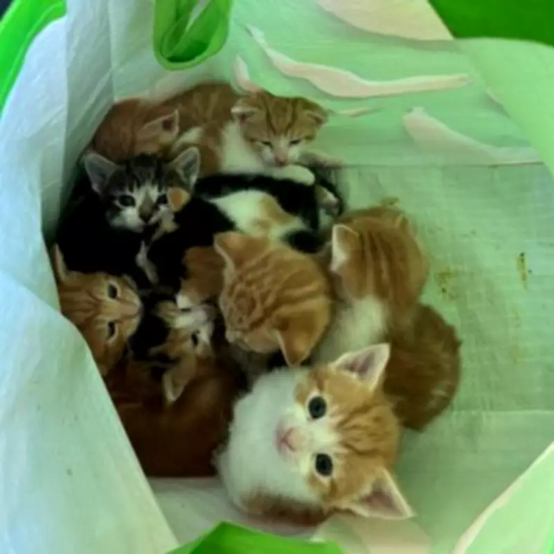 Street Cleaners Rescue Kittens Dumped in Bag in Atherstone Park