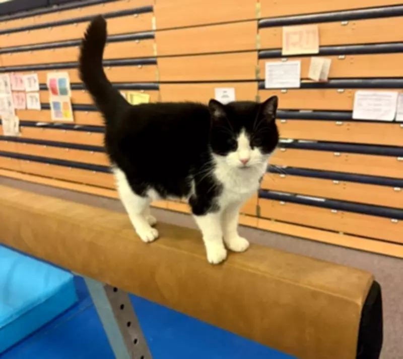 Tributes Flow for Beloved Stadium Cat Millie at Birmingham's Alexander Stadium