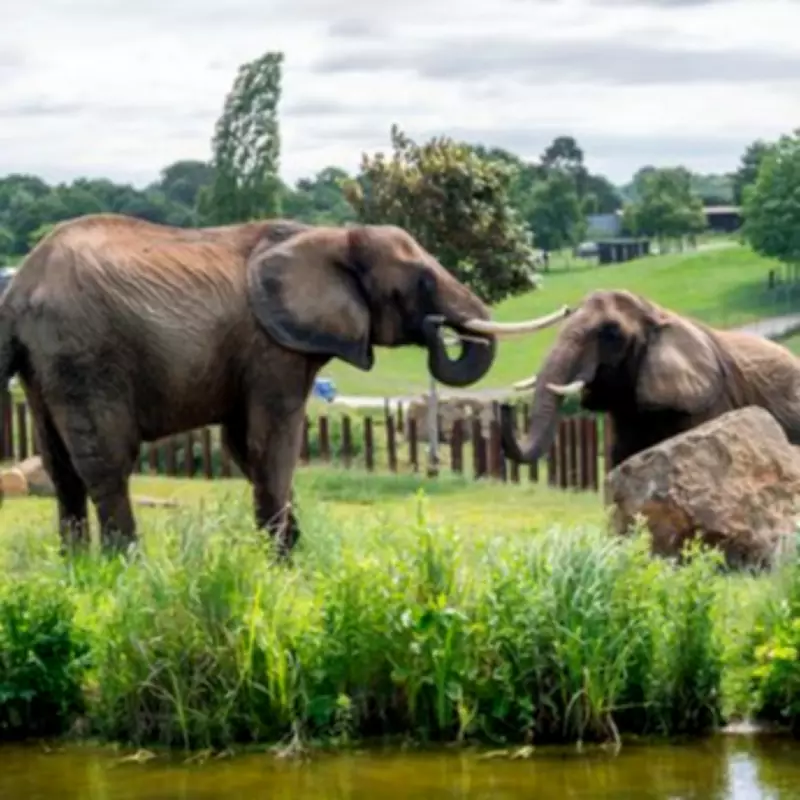 Two West Midlands Zoos Ranked Among UK's Best by Visitors on Tripadvisor