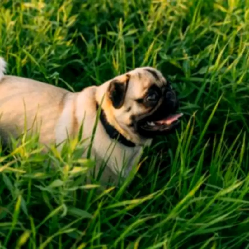 UK Dog Breed Crackdown: 10 Health Checks Required to Avoid Ban