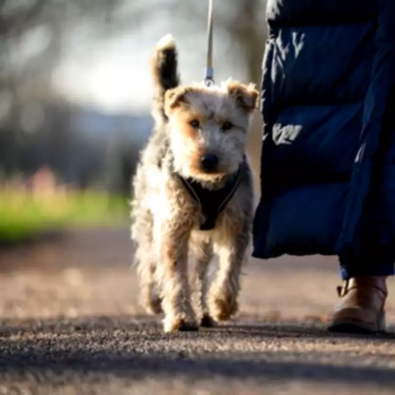 UK Dog Owners Now Need New Certificates for Europe Travel