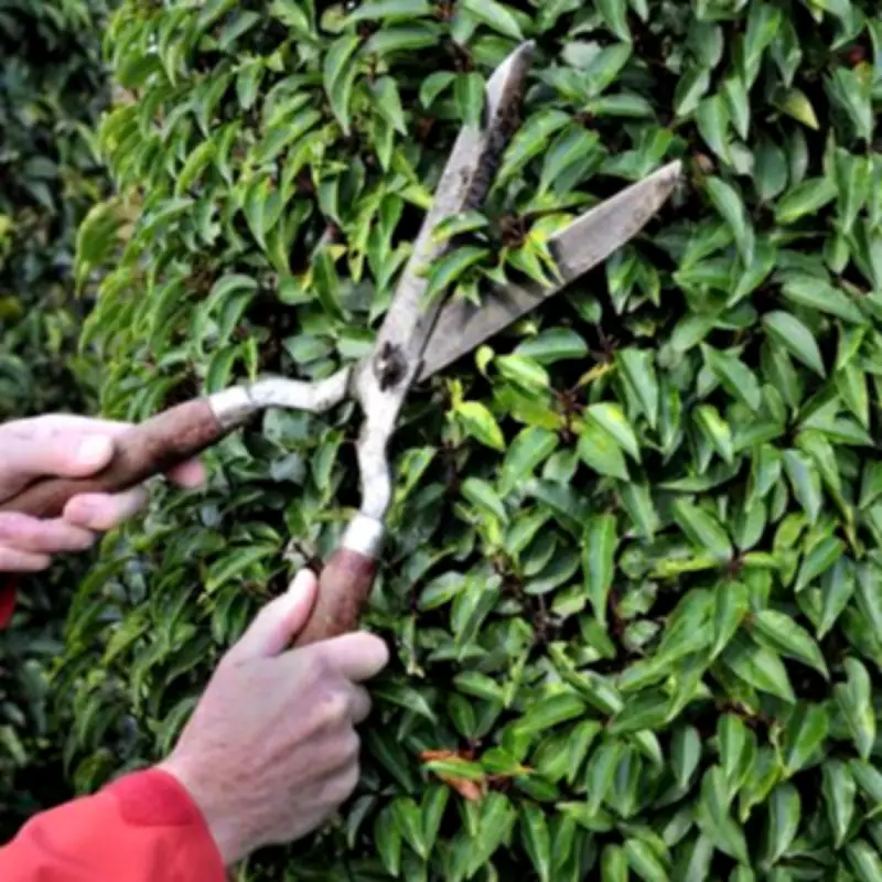 UK Homeowners Face £1,000 Fines for Overgrown Hedges Over 2 Metres