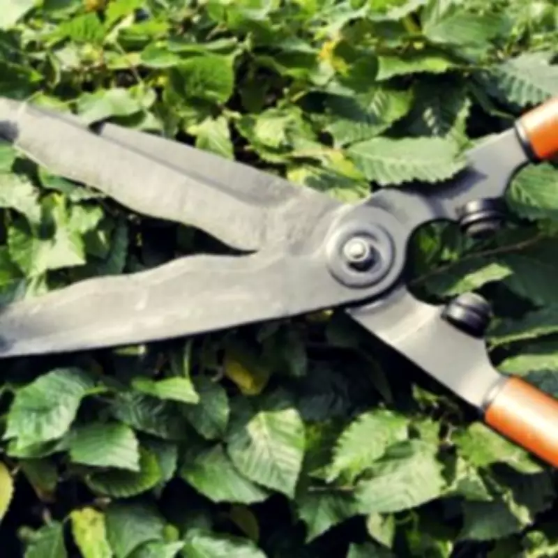 UK Households Warned About Little-Known Hedge Trimming Law This Spring