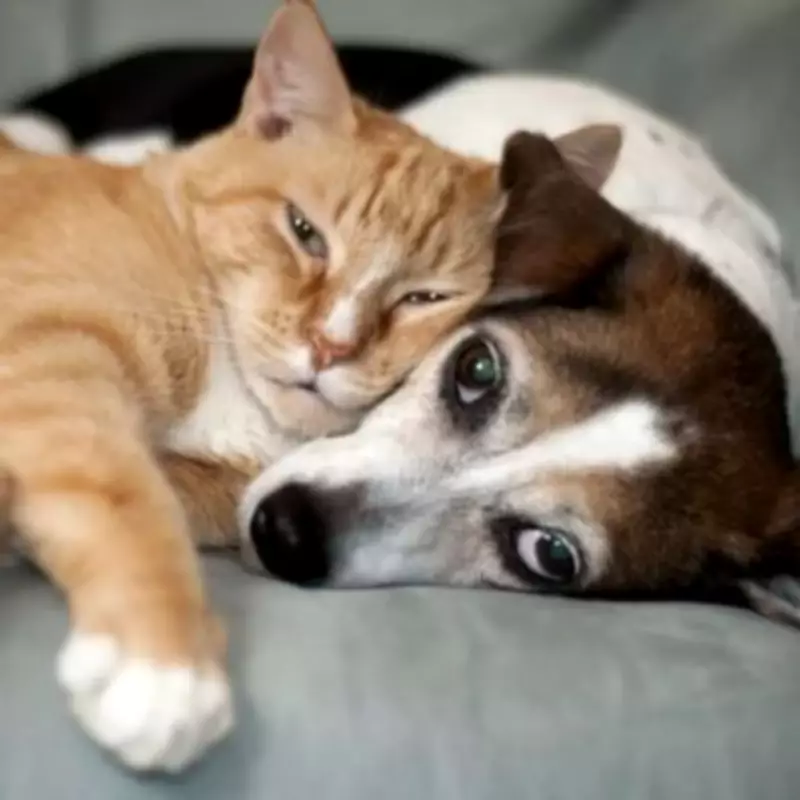 UK Pet Owners Face New £90 EU Travel Charge From Wednesday