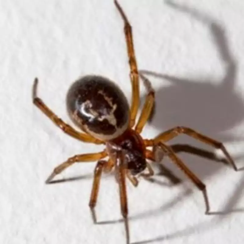 UK's 'Most Dangerous Spider' Invades Kitchens, Hospital Admissions Double