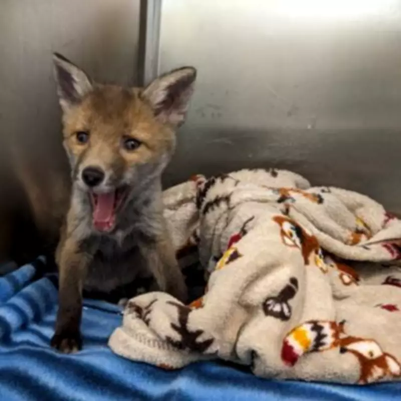 Urban Fox Population Surges in Birmingham Amid Bin Strike and HS2 Displacement