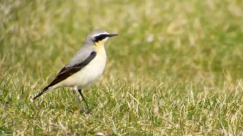 Wheatears Grace Sefton Coast: Spring Migrants on Epic Journey