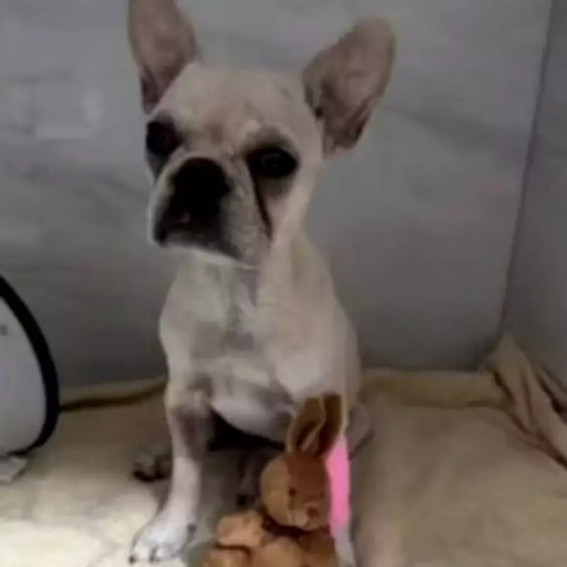 Woman Arrested After French Bulldog Puppy Swallows 55 Crack Rocks