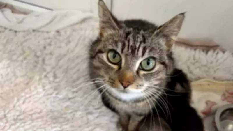 Woodlands Animal Sanctuary Hosts Special Cat Rehoming Evening This Thursday