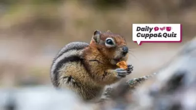 April 26 Quiz: Big Five, Norse Cats, and Monopoly Stations