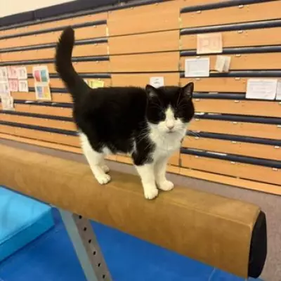 Beloved Alexander Stadium Cat Millie Dies After 16 Years, Tributes Flow