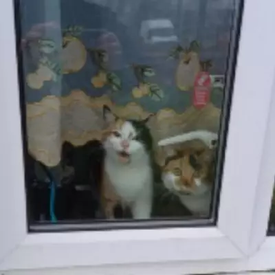 Birmingham Cat Owner Banned for Eight Years After Neglect Conviction