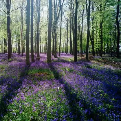 Discover the Best National Trust Bluebell Woods Near Birmingham