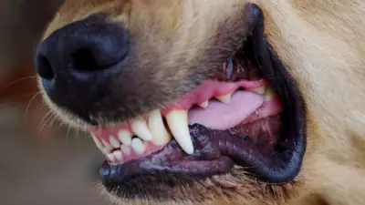 Dog Attacks Surge: 29,400 Injuries in 2025, Double 2020 Numbers
