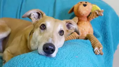 Dogs Trust Bridgend Urgently Appeals for More Foster Carers Amid Rising Demand