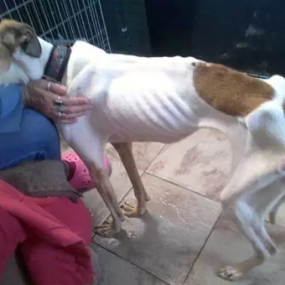Emaciated Lurcher Found 'Close to Death' After Being Dumped at Malvern Hills