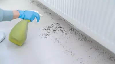 Experts Warn: Act Now to Keep Flies and Ants Out of Your Home