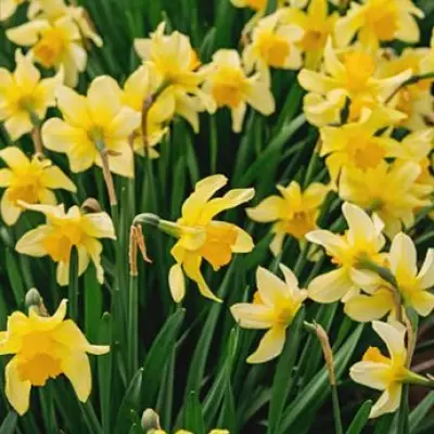 Gardeners Urged to Deadhead Daffodils in April for Better Blooms Next Year
