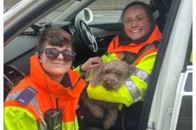 M6 Dog Rescue: Frantic Drivers Save Sproodle Murphy After Escape