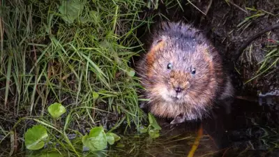 New Water Vole Populations Found in Peak District and South Pennines
