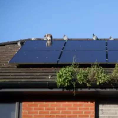 Octopus Energy Reports Surge in Green Tech Adoption Amid Energy Crisis