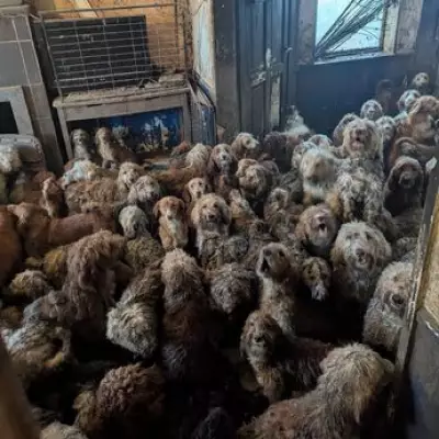 Over 250 Poodles Rescued from Nottingham House of Horrors