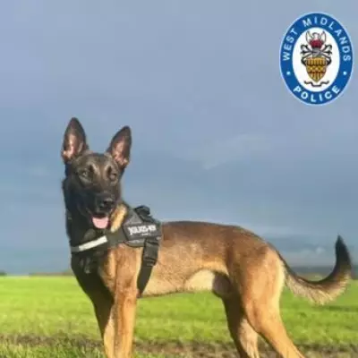 Police Dog Tower Finds Domestic Abuse Suspect Hiding in Kingstanding Garden