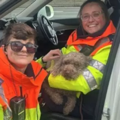 Police Urge Drivers Not to Stop on M6 After Lost Dog Rescue