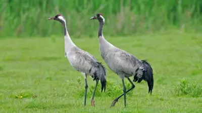 Record Crane Breeding Success Marks Historic UK Wildlife Recovery