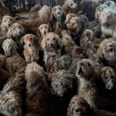 RSPCA Launches Major Appeal After Rescuing 250 Poodles from Overwhelmed Breeder