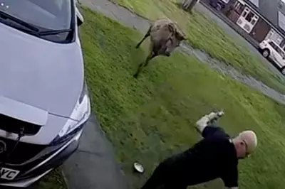 Staffordshire Dad's Hilarious Tumble After Deer 'Big Trev' Charges at Him