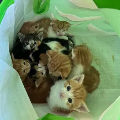 Street Cleaners Rescue Kittens Dumped in Bag in Atherstone Park