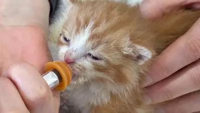 Three Cat Rescues Unite for Sponsored Walk on Aberavon Beach