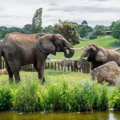 Two West Midlands Zoos Ranked Among UK's Best by Visitors on Tripadvisor