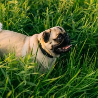 UK Dog Breed Crackdown: 10 Health Checks Required to Avoid Ban