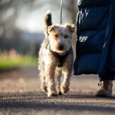 UK Dog Owners Now Need New Certificates for Europe Travel